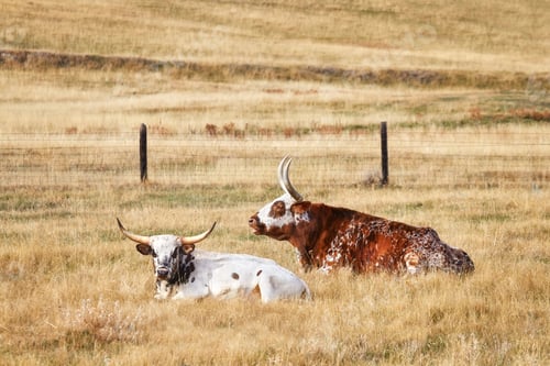 Preview: Two Texas Longhorns lying down on dry grass