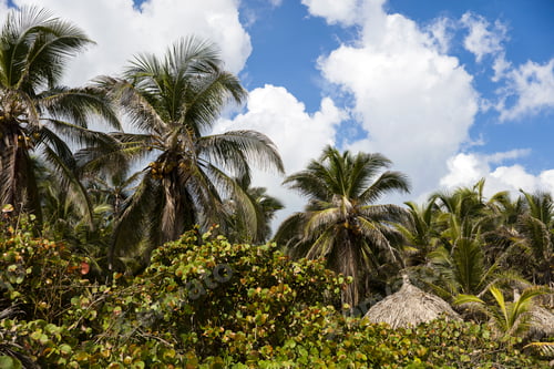 Preview: Sunshade on the tropical beach at Tayrona, Colombia