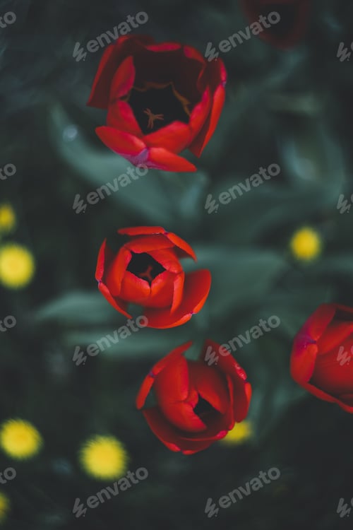 Preview: Vertical shot of beautiful red tulips with a blurred background