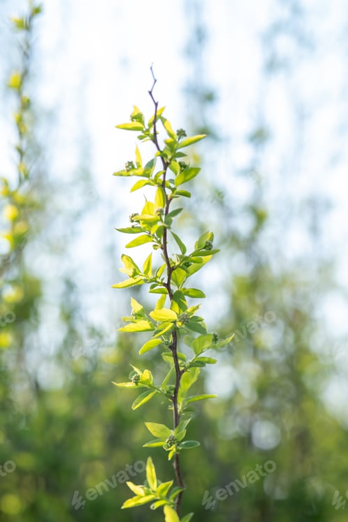 Preview: A branch with young leaves in natural conditions in spring.