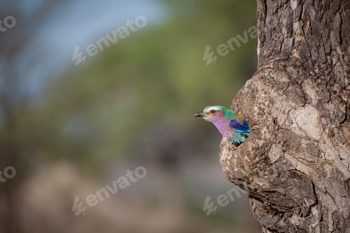 Preview: A Lilac Breasted Roller, Coracias caudatus, sits in a hole in a tree