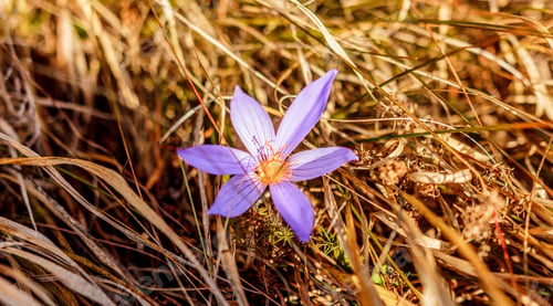 Preview: Crocus