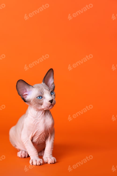 Preview: Friendly Canadian Sphynx Cat of seal mink and white color sitting on orange background