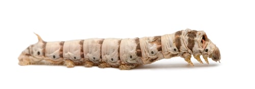 Preview: Silkworm larvae, Bombyx mori, against white background