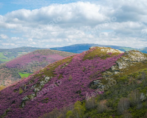 Preview: Quartzite rocks outcrop among blooming purple heather