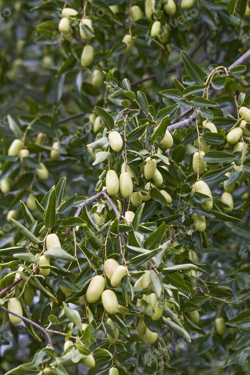 Preview: Jujube (Ziziphus Jujuba). Called Red Date, Chinese Date, Korean Date And Indian Date Also