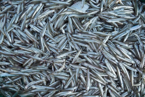 Preview: Many fresh smelts Baltic fish closeup