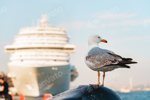 Preview: Seagull bird standing on the seashore rock in Istanbul.