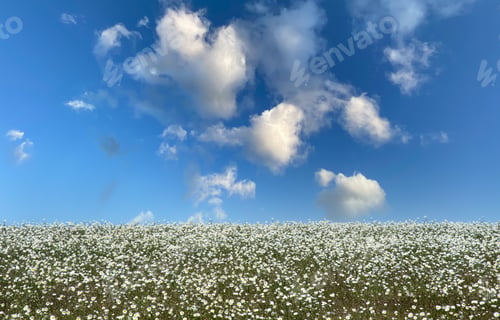 Preview: White chamomile daisies on blue cloudy sky background