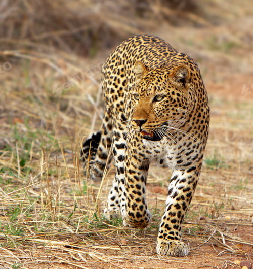 Preview: A Magical Zambia Wildlife place in World