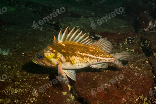 Preview: Rockfish at the bottom of the Pacific Ocean floor