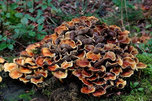 Preview: Closeup shot of a cluster of chicken of the woods fungi