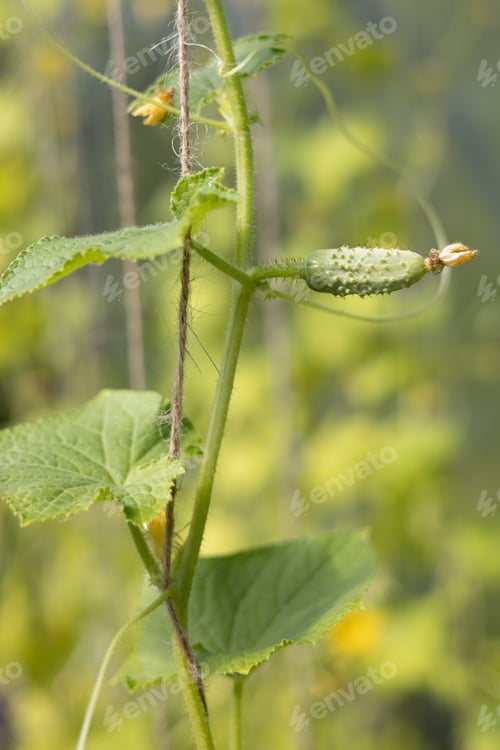 Preview: Cucumber in greenhouse. The growth and flowering. Organic cultivation. Cucumber harvest.