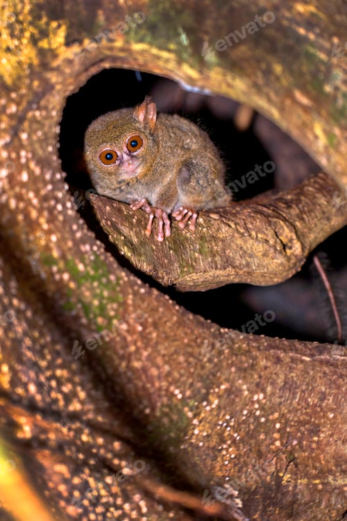 Preview: Spectral Tarsier, Tangkoko Nature Reserve, Indonesia