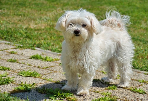 Preview: Portrait of cute maltese dog in the backyard