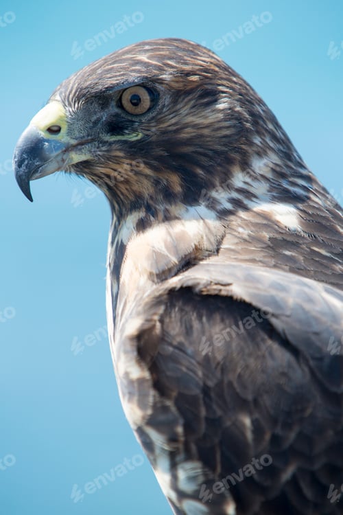 Preview: Galapagos Hawk, Galapagos Islands, Ecuador