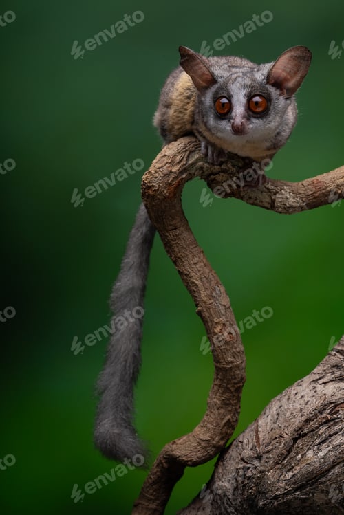 Preview: an adorable sugar glidercat is hanging from a branch in a tree