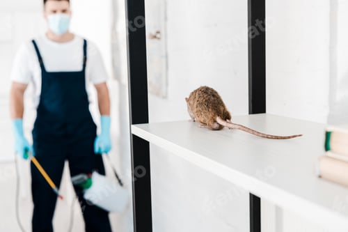Preview: selective focus of rat near exterminator holding toxic equipment