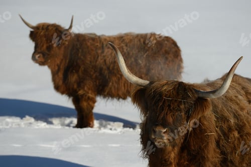 Preview: cow animal at winter