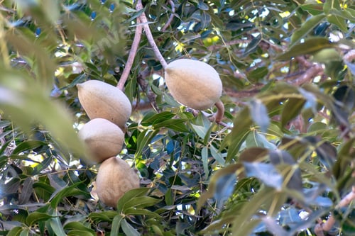 Preview: Close up Swietenia humilis with natural background
