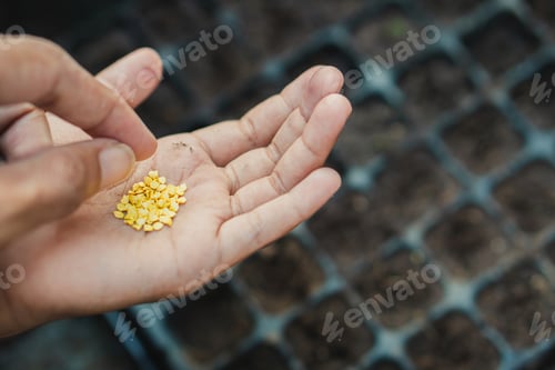 Preview: Farmer starting seeds in a greenhouse