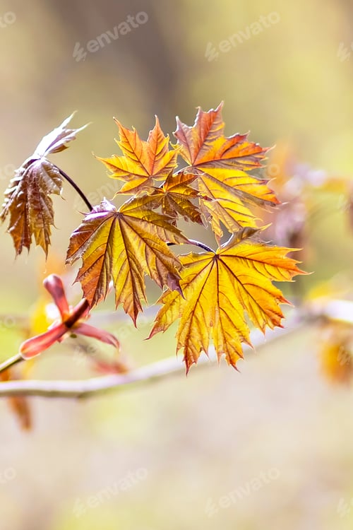 Preview: Natural background of Maple tree branches with young leaves. Spring, bloom