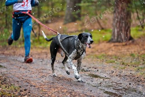 Preview: Canicross dog mushing race