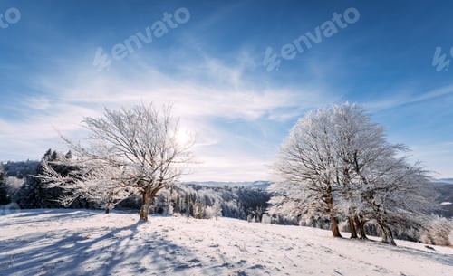 Preview: Frozen trees on winter hill panoramic view