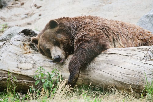 Preview: Brown bear sleeping and resting over a tree on the ground