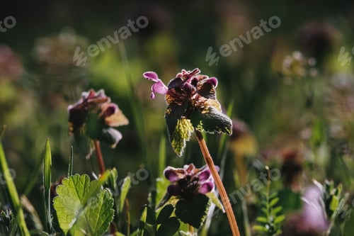 Preview: Chive herb flowers on beautiful bokeh background.