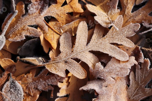 Preview: grass covered with dew in autumn