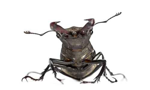 Preview: Male stag beetle, Lucanus cervus against white background