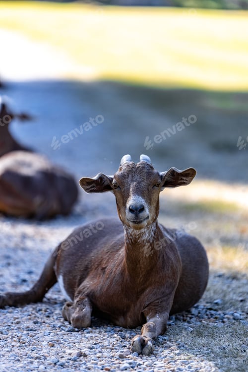 Preview: Portrait of a cute goat on the ground on a sunny day in the countryside