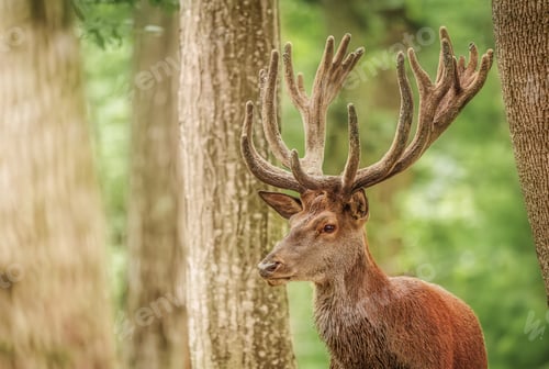 Preview: Red deer stag between trees in forest.