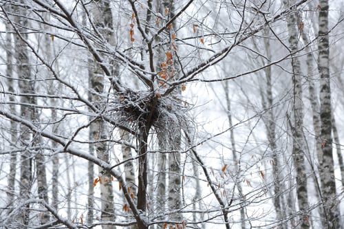 Preview: abandoned empty bird nest on branch in the winter with snow