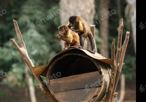 Preview: Primates perched on an aged wooden barrel, illuminated by a warm light