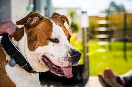 Preview: Staffordshire Amstaff dog holded by collar