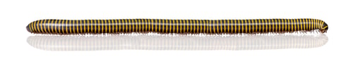 Preview: Very long black and yellow Millipede from Guyane, in front of white background