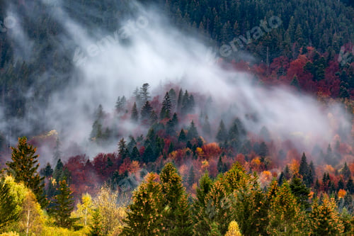 Preview: Autumn image with silhouette of forest with dense fog at dusk.