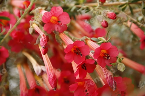 Preview: Red flowers in a garden of a church in Cusco. Peru