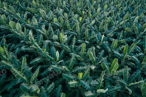 Preview: Aerial view of banana trees growing at field