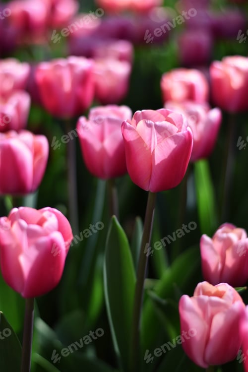 Preview: Pink tulips