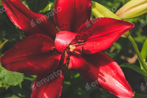 Preview: Decorative red Original Love lilies lily growing in garden Floral spring summer natural background N