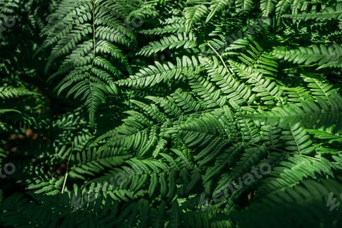 Preview: Summer green texture hundreds of ferns. Green fern tree growing in summer