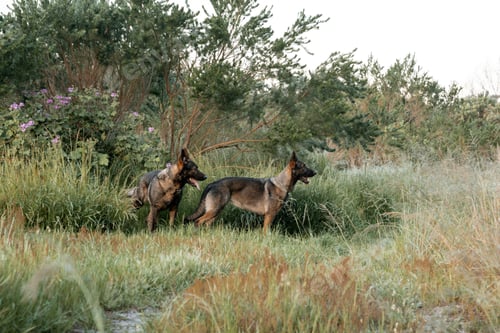 Preview: Two German Shepherds in a lush green field