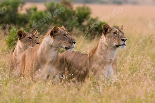 Preview: Three lionesses (Panthera leo) watching for a prey, Masai Mara, Kenya, Africa