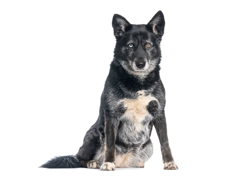 Preview: Mixedbreed dog between Husky-labrador with heterochromia, white background