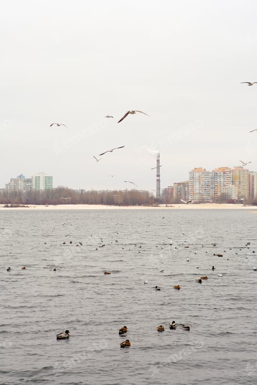 Preview: Winter urban landscape with seagulls, ducks in the frozen bank of the river. Cold wet weather