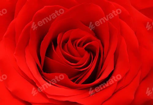 Preview: Red rose