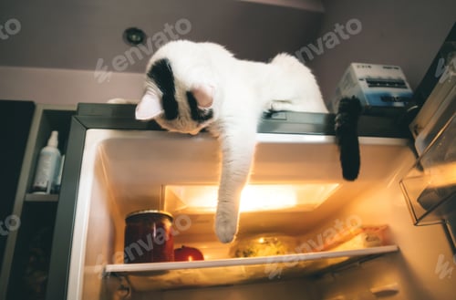 Preview: Hungry cat laying on a fridge